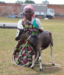 One of the 75 goats given by A Light to the Nations to the poor of Burundi, Africa.